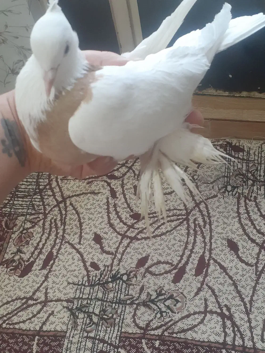 طوقی|پرنده|تبریز, |دیوار