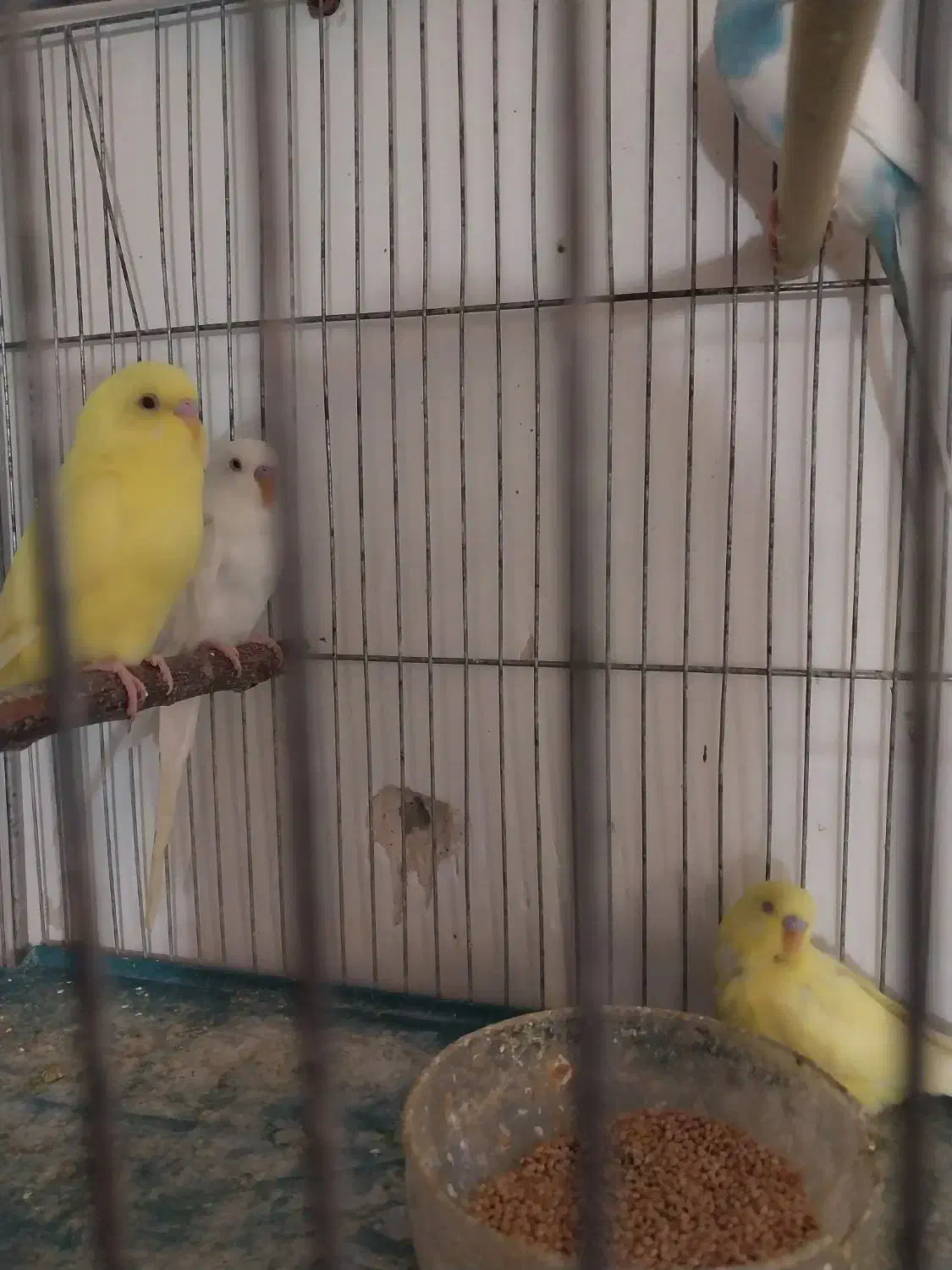 جوجه مرغ عشق آلبینو چشم شرابی|پرنده|اصفهان, شمس آباد|دیوار