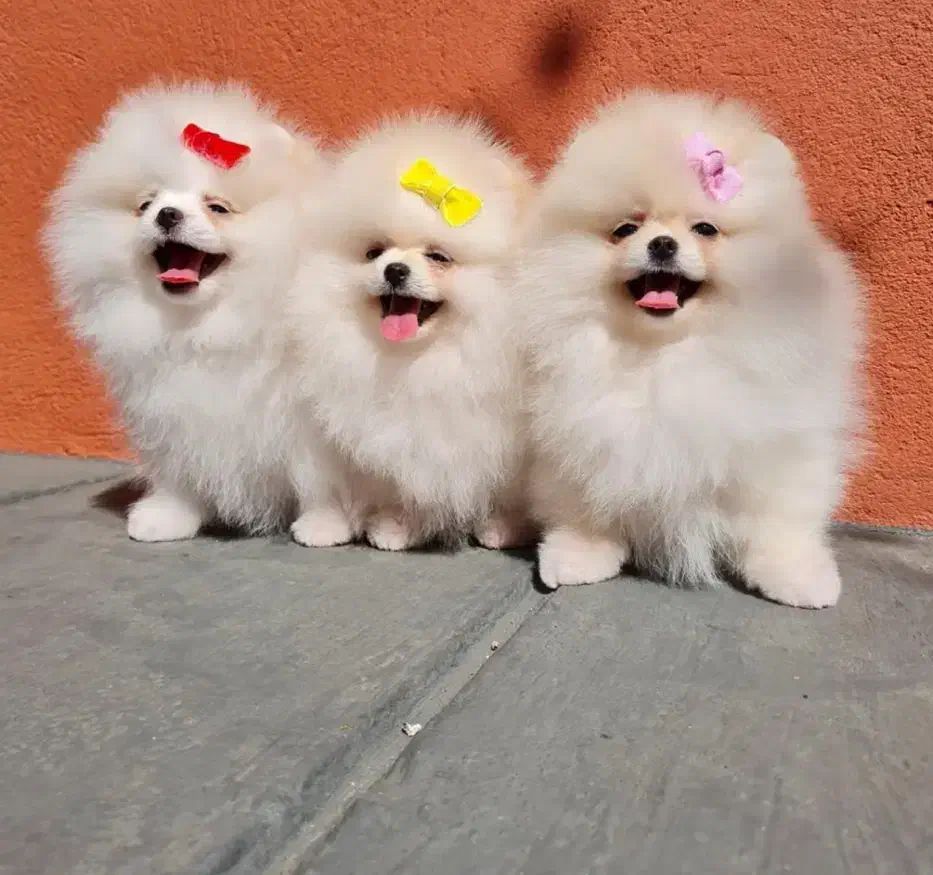 سگ پامر خرسی.پامرانین عروسکی بدون واسطه و دلال|سگ|شیراز, قصرالدشت|دیوار