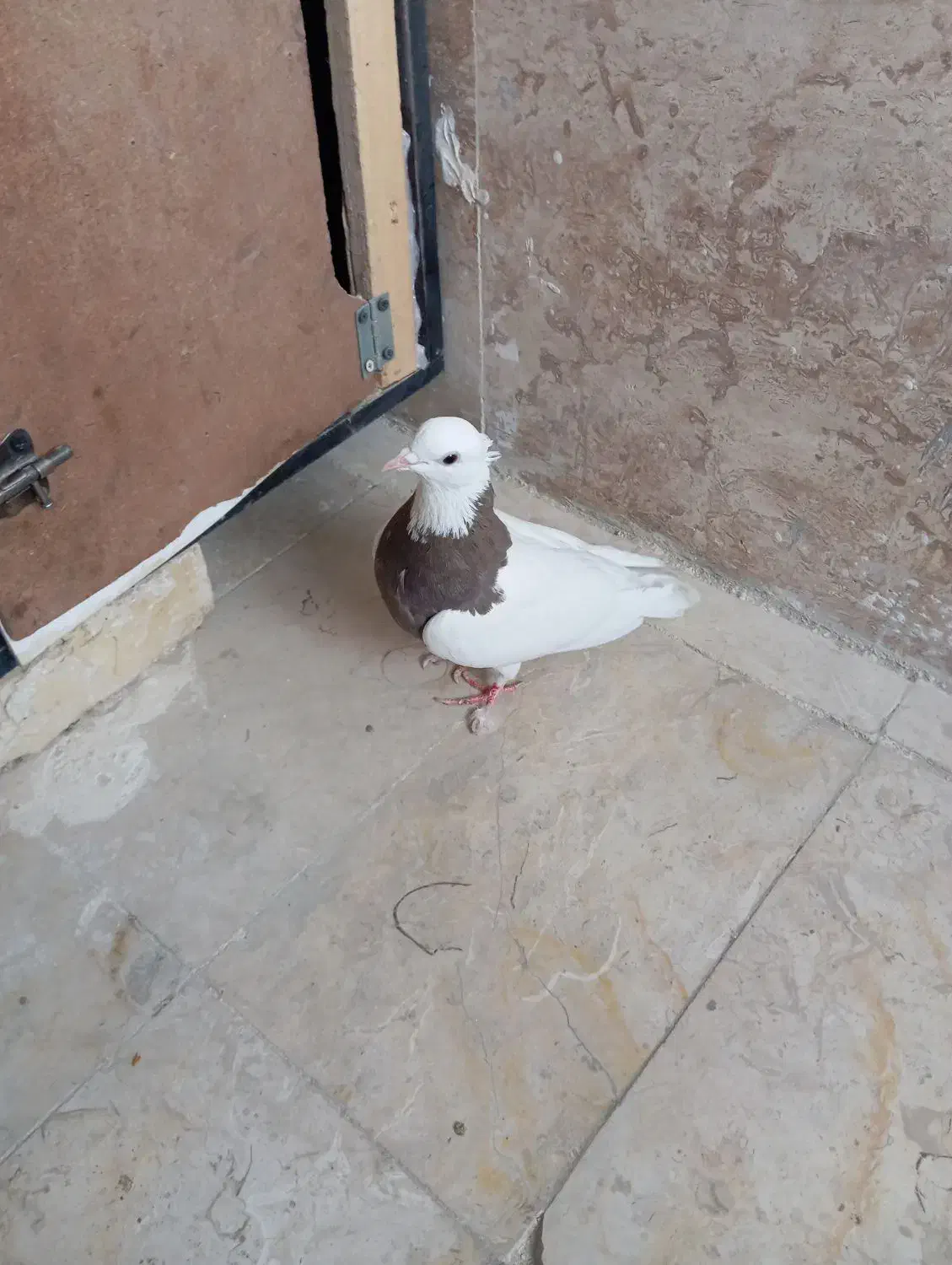 کفتر ماده طوقی در صفادشت|پرنده|صفادشت, |دیوار