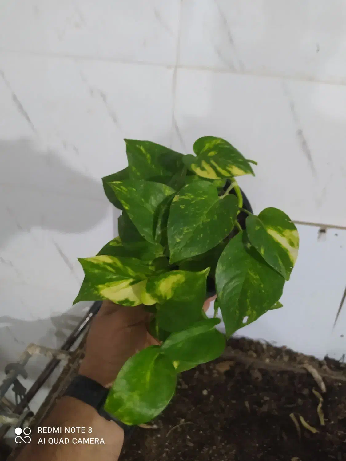 گل و گیاه پتوس|گل و گیاه طبیعی|اهواز, سیصد دستگاه|دیوار