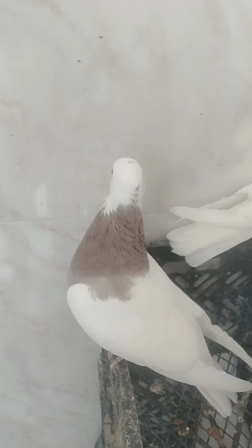 کبوتر طوقی|پرنده|شاهینشهر, حاجی آباد|دیوار