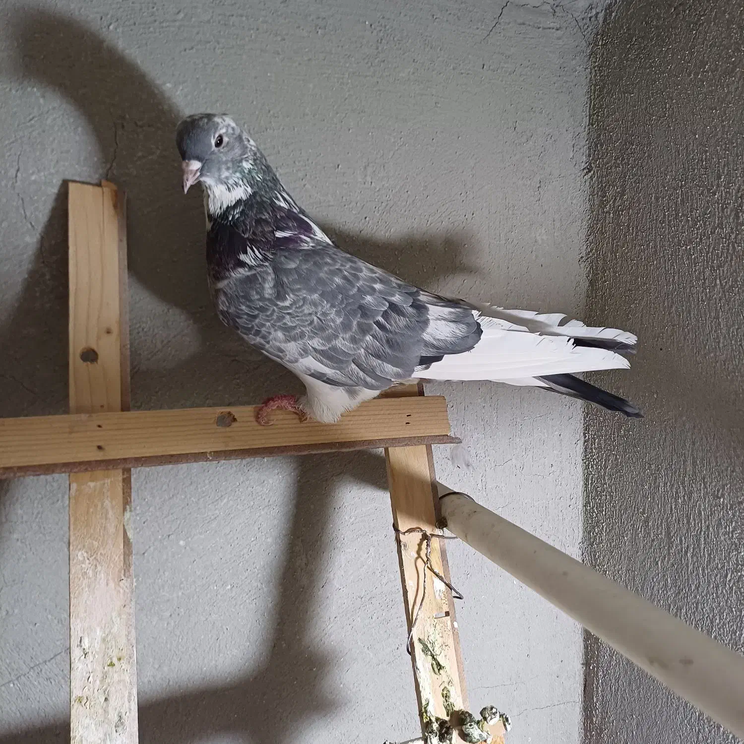 کبوتر اصفهانی قارا|پرنده|خمینیشهر, |دیوار