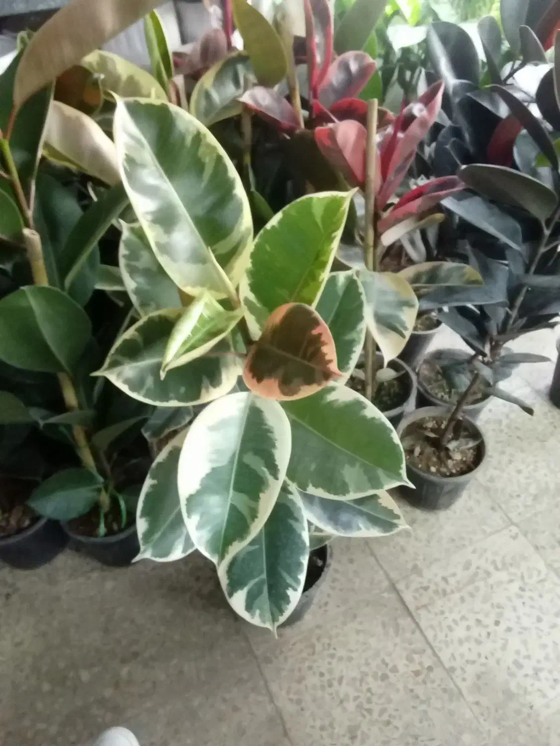 گل گلخانه|گل و گیاه طبیعی|ارومیه, |دیوار