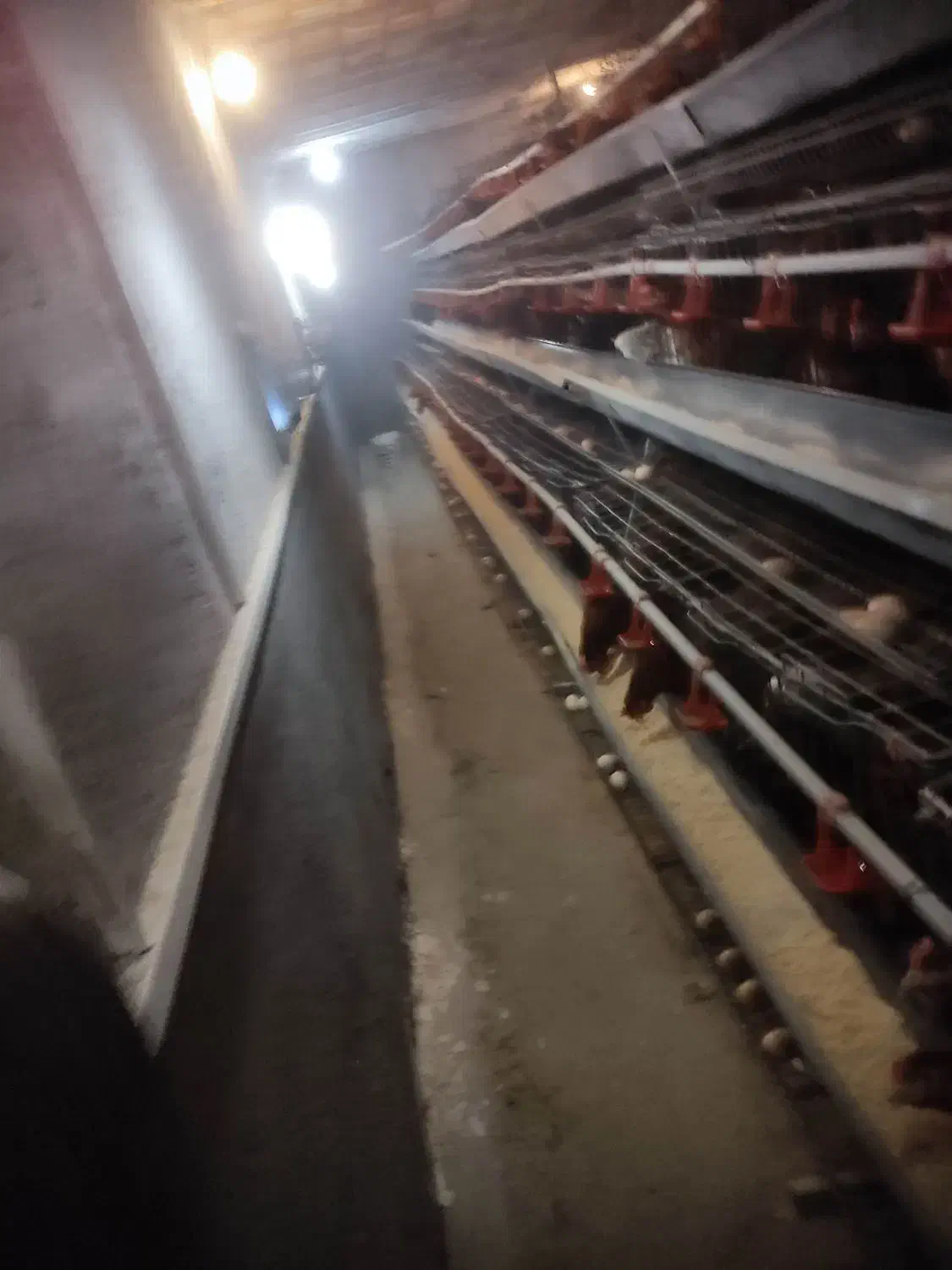 قفس مرغ تخمگذار و تجهیزات مرغداری|لوازم جانبی حیوانات|نیشابور, دربقاضی|دیوار