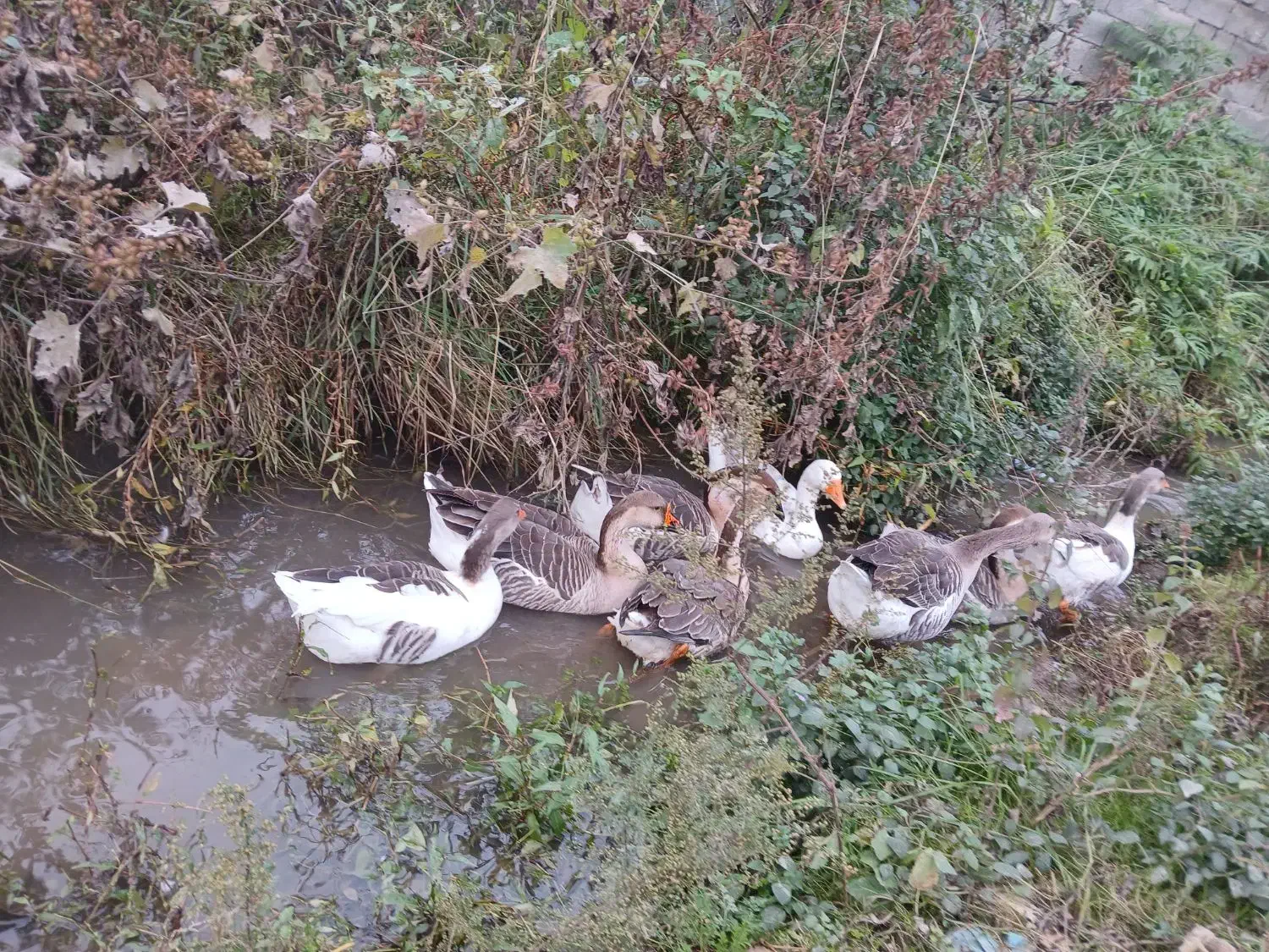 ۷ تا غاز سالم|حیوانات مزرعه|شاندرمن, |دیوار