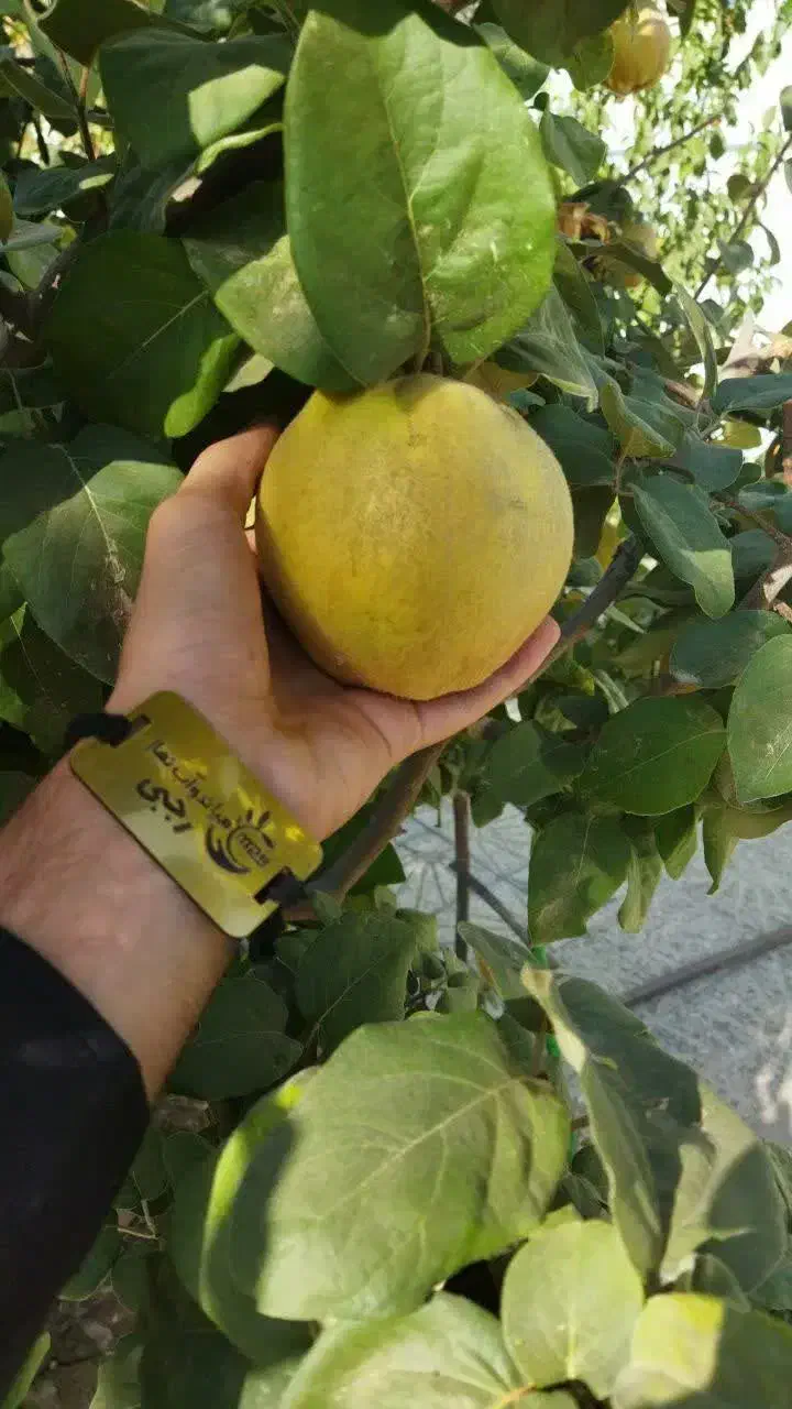 پش فروش نهال به اصفهان|خدمات باغبانی و درختکاری|بازرگان, |دیوار