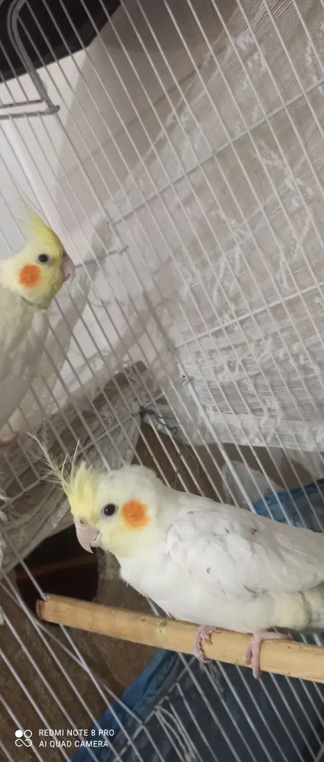 چهار عدد عروس هلندی|پرنده|شاهین دژ, |دیوار