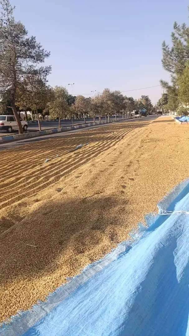 شلتوک کامفیروز|خوردنی و آشامیدنی|مرودشت, ابوذر جنوبی|دیوار