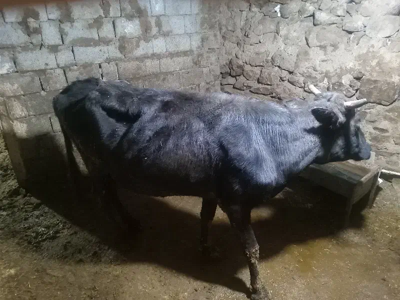 گاو گوساله|حیوانات مزرعه|مریوان, |دیوار