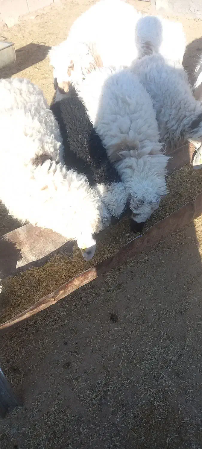 حیوانات و مزرعه|حیوانات مزرعه|سربیشه, |دیوار