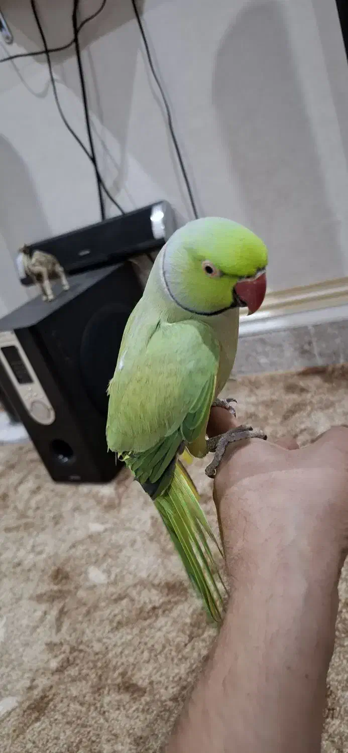 طوطی ملنگو|پرنده|سوسنگرد, |دیوار