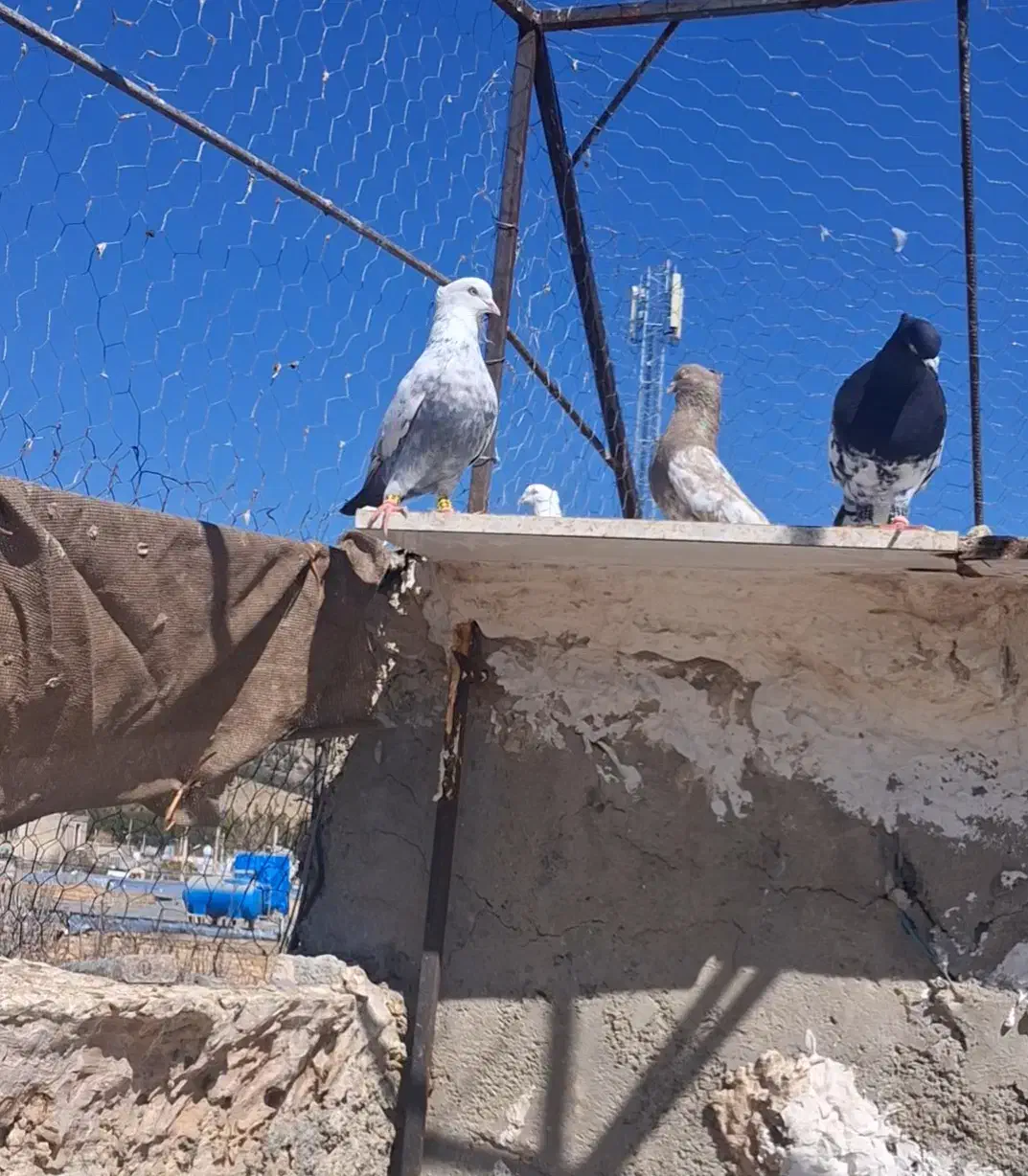 کفتر|پرنده|شیراز, دست خضر|دیوار