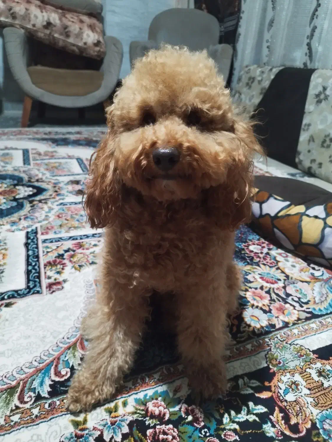 سگ  پودل  و شیتزو|سگ|کرمانشاه, |دیوار