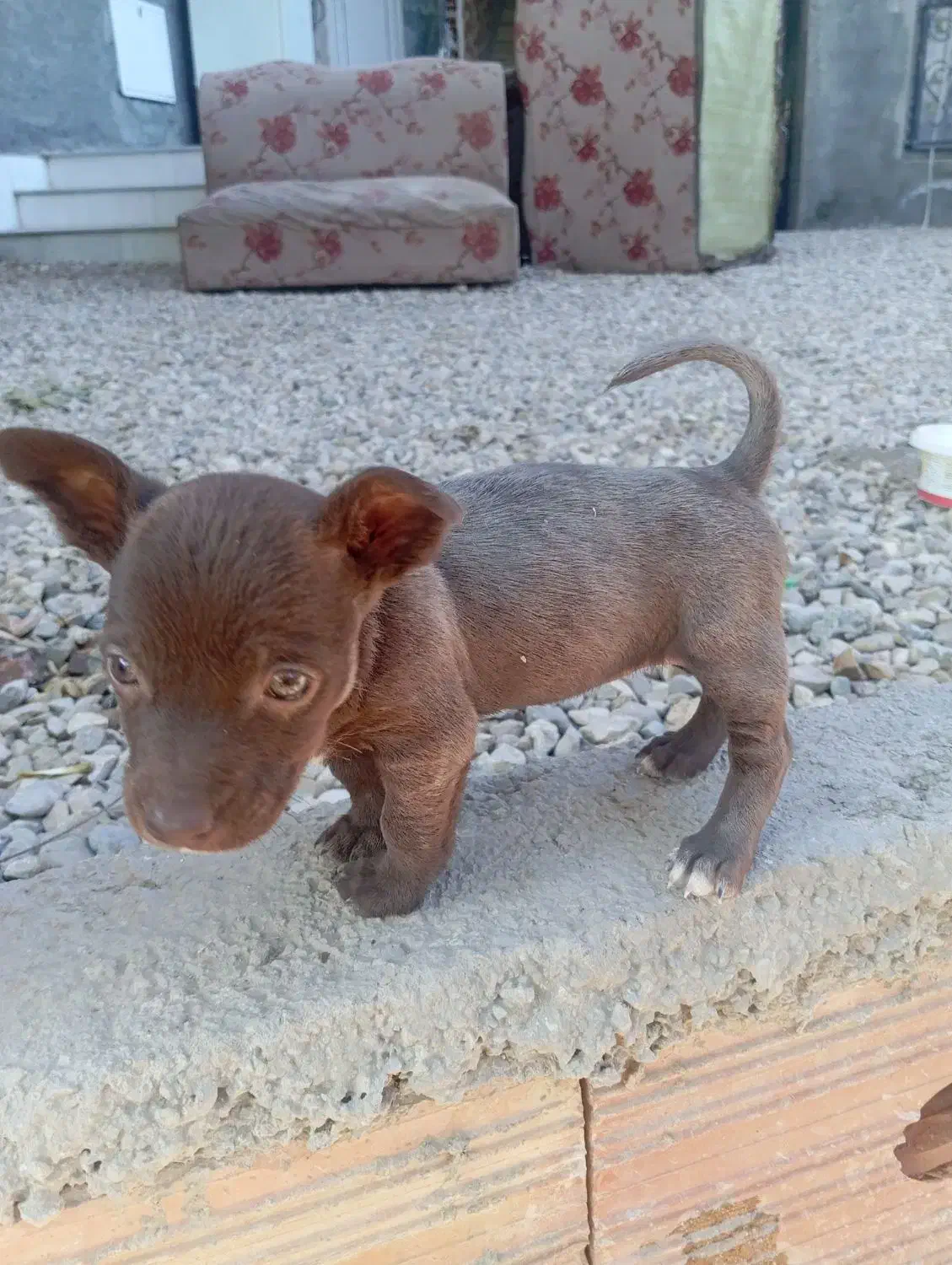 سگ پا کوتاه|سگ|کلاله, |دیوار