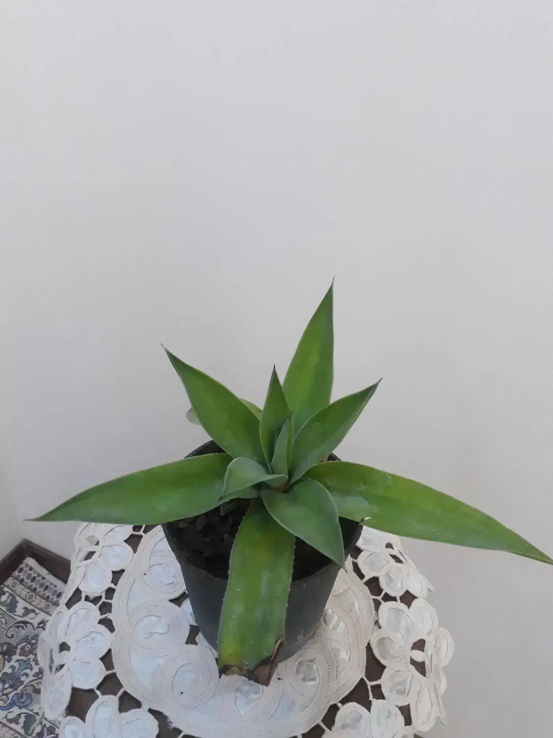 گل زیبا آگاو ، گل هدیه زنده ای که ماندگار است|گل و گیاه طبیعی|بسطام, |دیوار