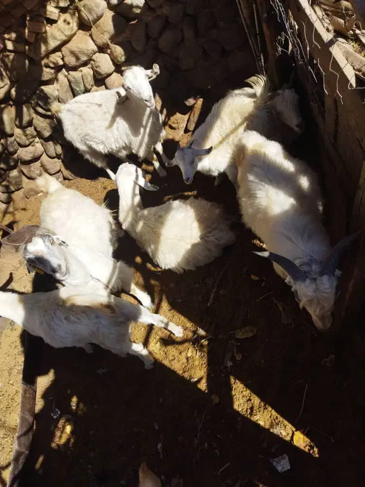 گوسفند فروشی|حیوانات مزرعه|رابر, |دیوار