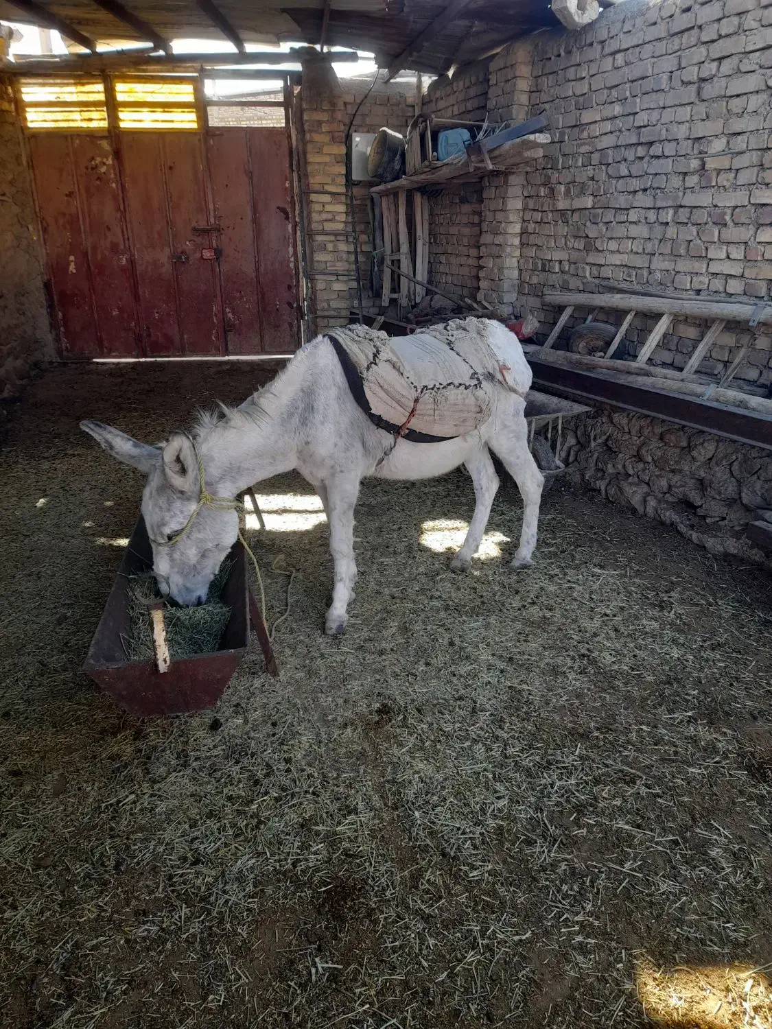 بک راس اولاغ|حیوانات مزرعه|آبگرم, |دیوار