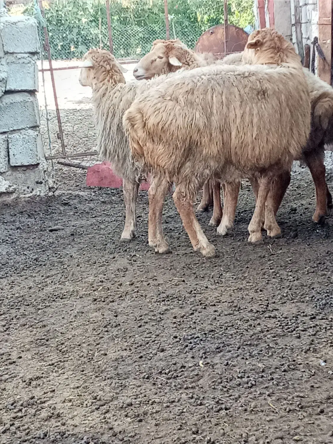 پارس آباد|حیوانات مزرعه|اصلاندوز, |دیوار