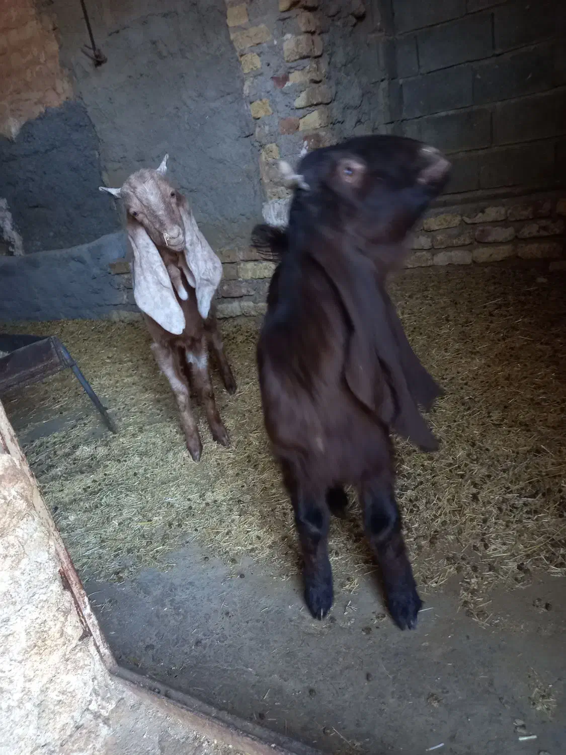 بزغاله داشتی|حیوانات مزرعه|قلعه شاهین, |دیوار