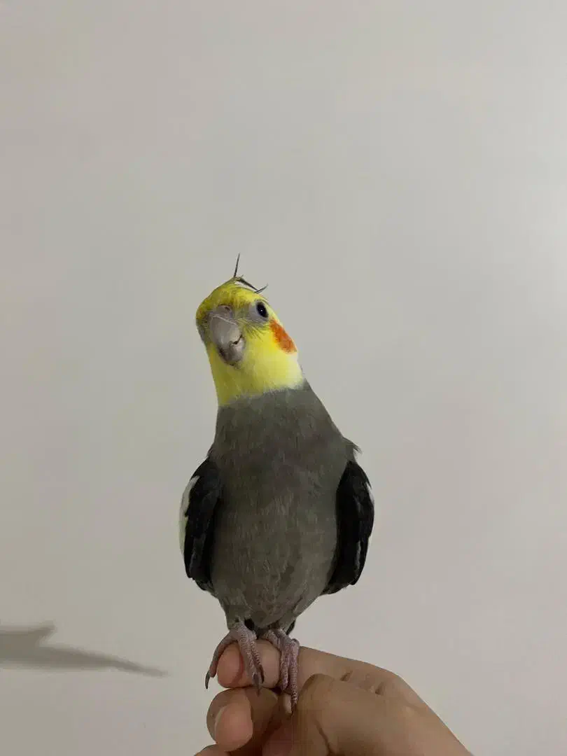 عروس هلندی گم شده|پرنده|قم, زاویه|دیوار