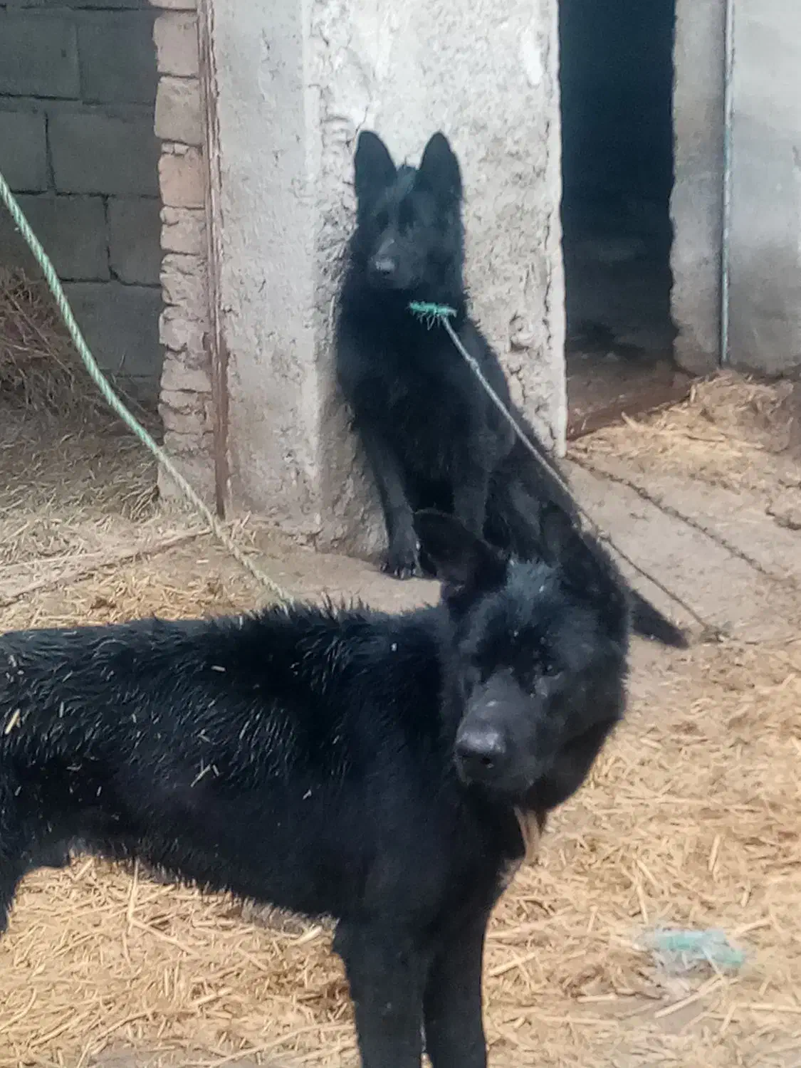 سگ ژرمن محمدشهر|سگ|مشکین‌دشت, |دیوار
