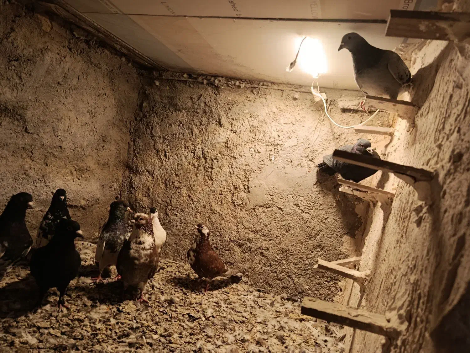 کبوتر نر|پرنده|کشکوئیه, |دیوار