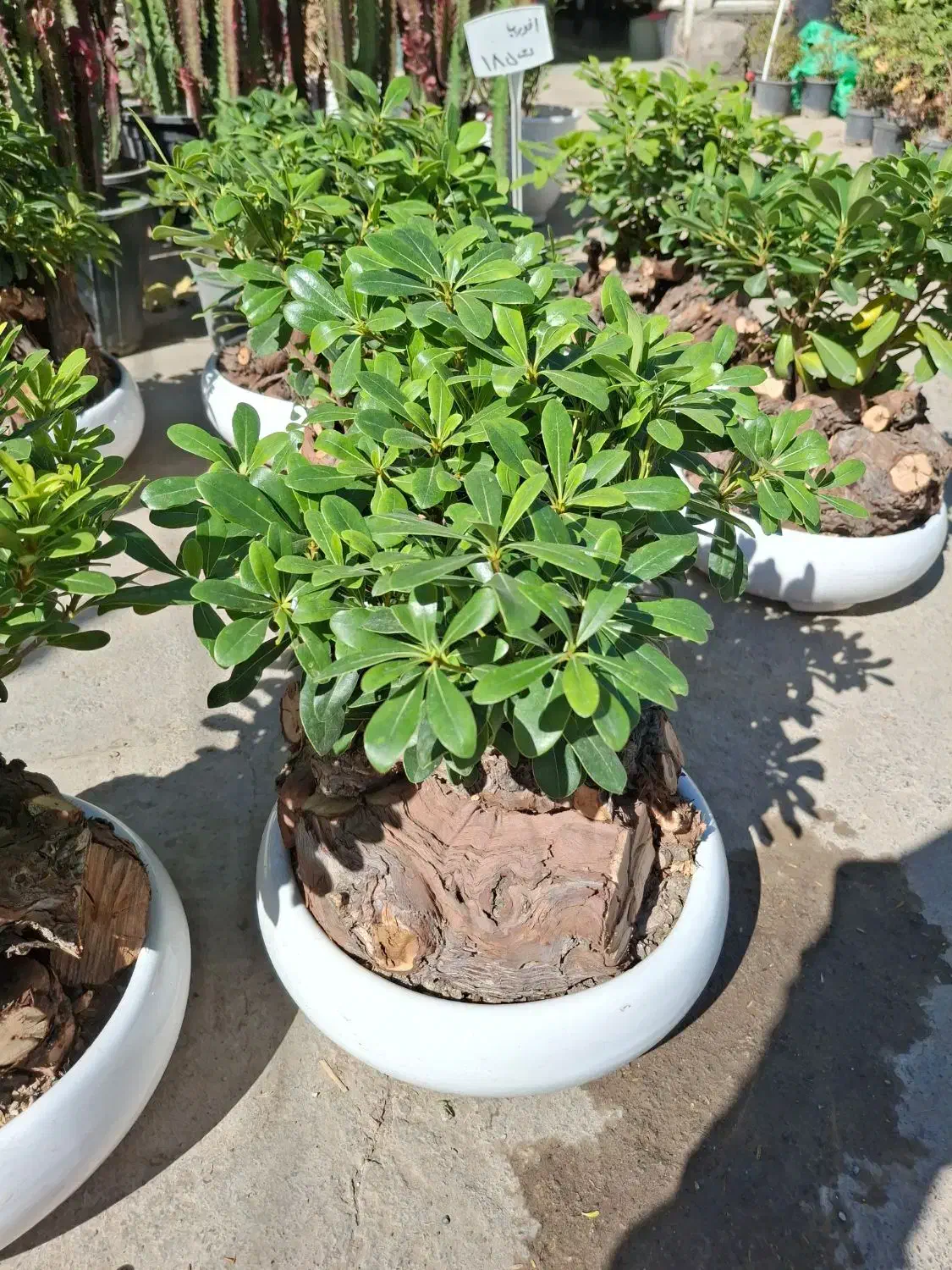 بنسای میخک|گل و گیاه طبیعی|مشهد, نیروی هوایی|دیوار