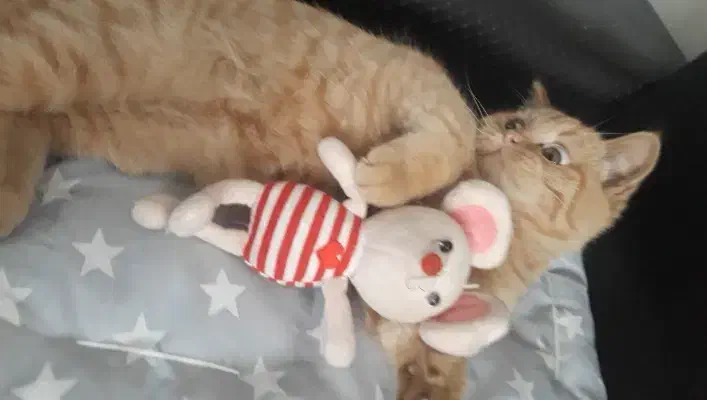 بچه گربه بریتیش|گربه|تبریز, |دیوار