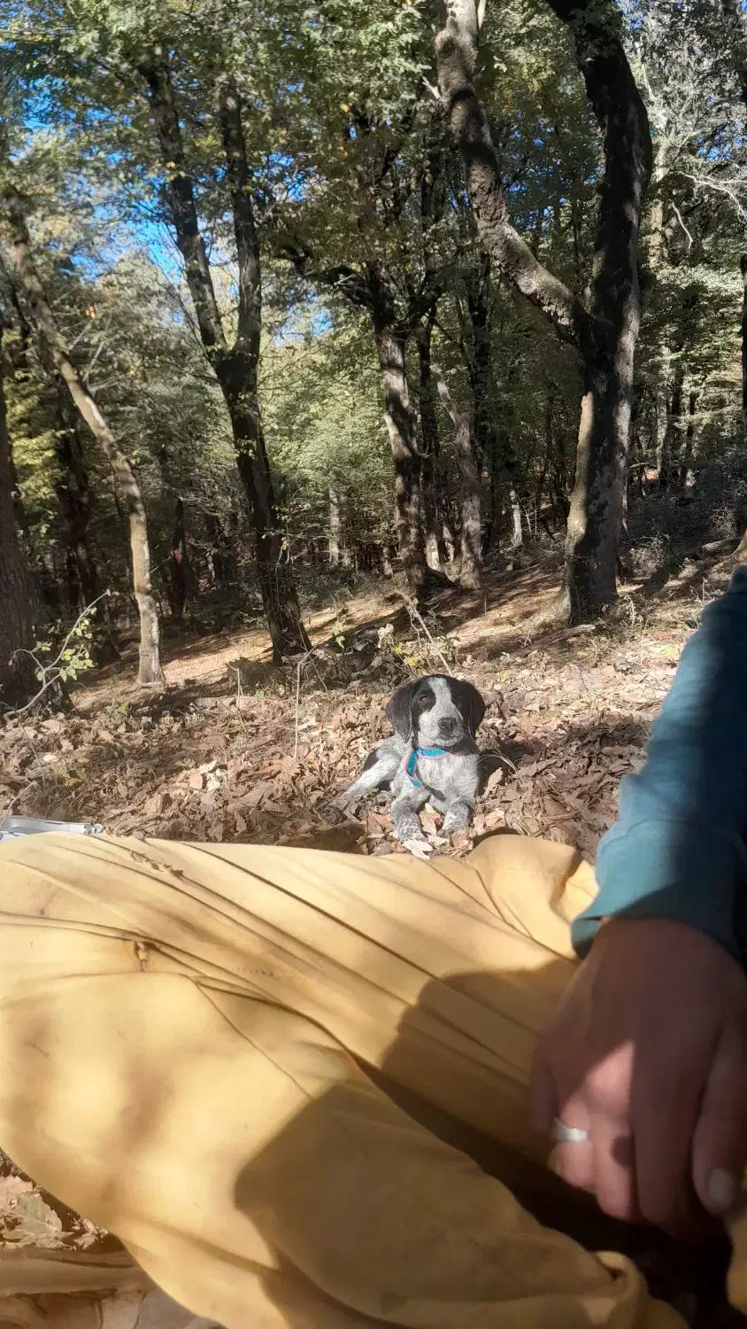 سگ شکاری آلمان|سگ|گلی داغ, |دیوار