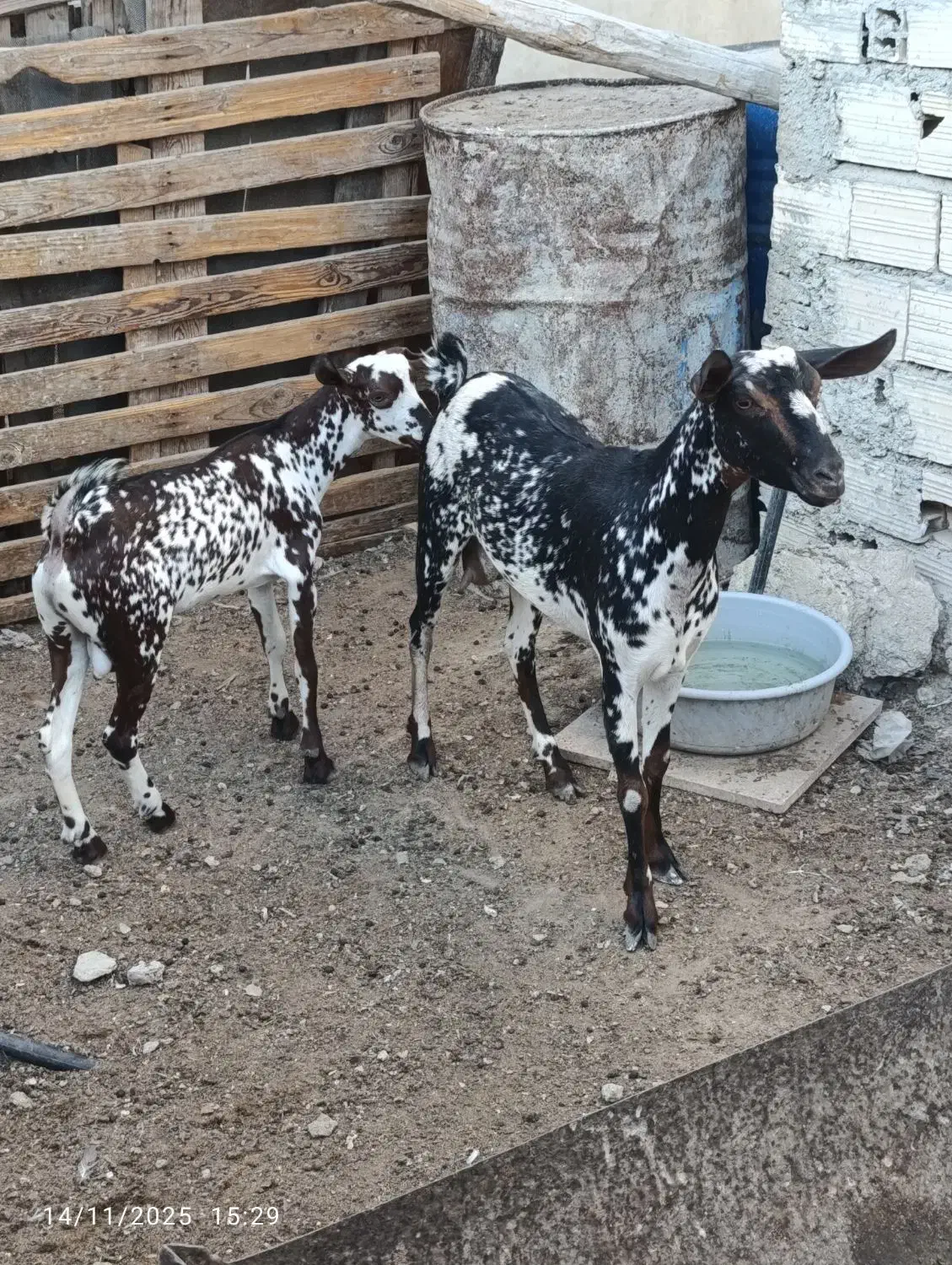 کهره نقشی با بچه نر|حیوانات مزرعه|قشم, |دیوار