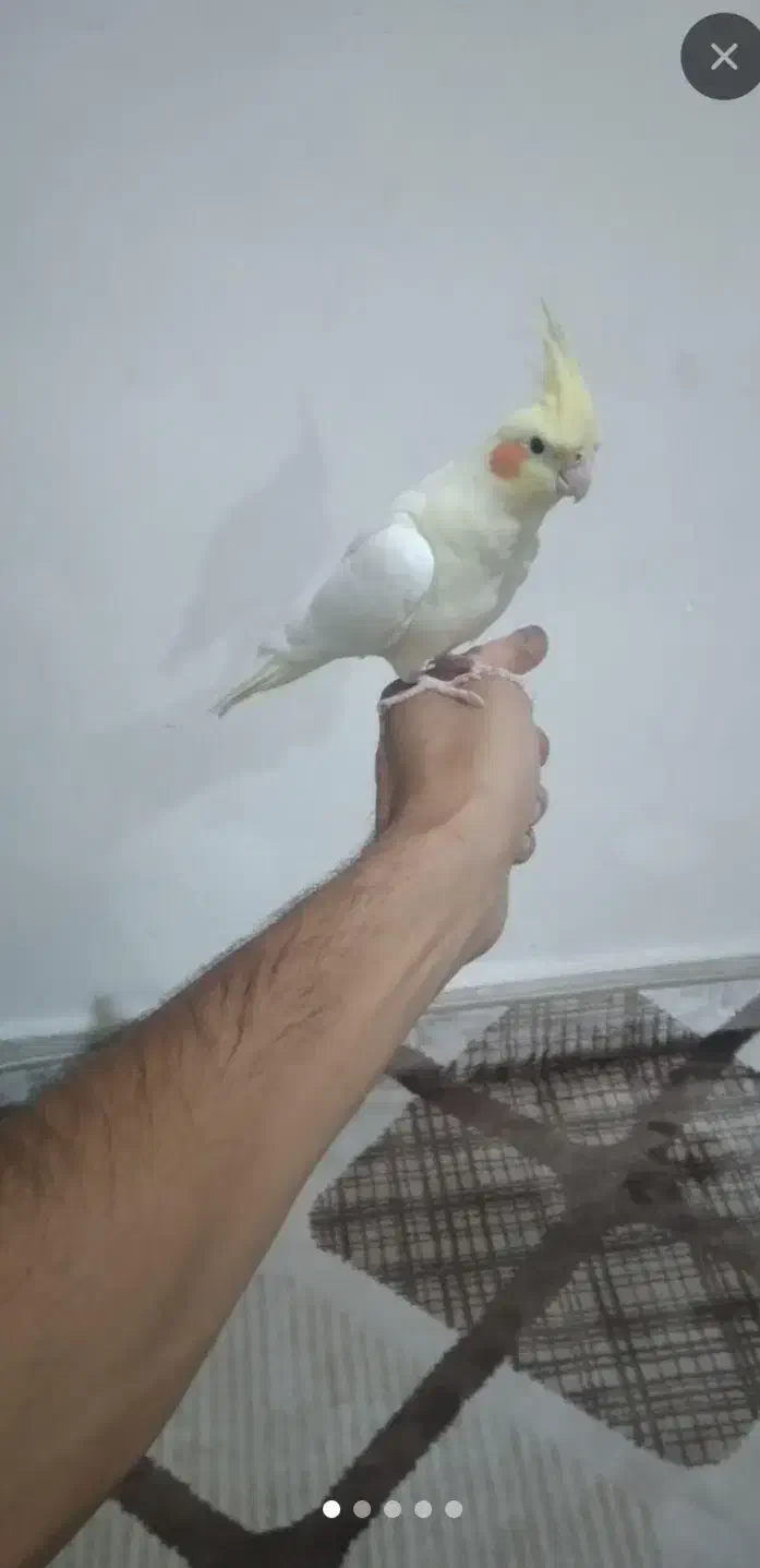 عروس هلندی نر لوتینو|پرنده|صفادشت, |دیوار