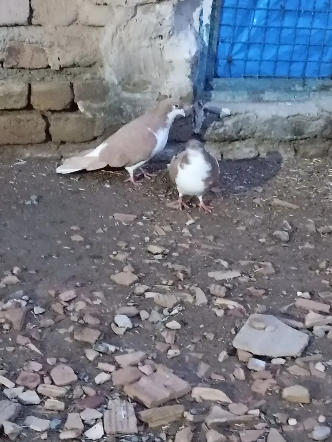 کفتر|پرنده|بشاریات, |دیوار