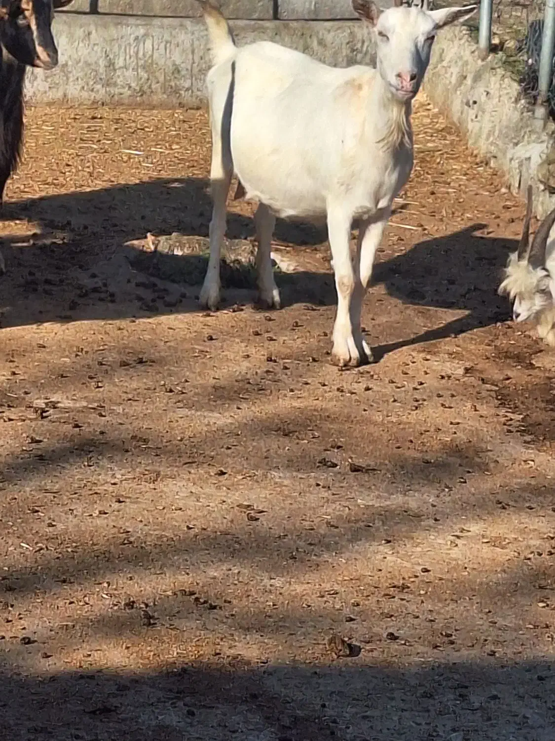 فروش دام زنده|حیوانات مزرعه|گلوگاه بابل (گلیا), |دیوار