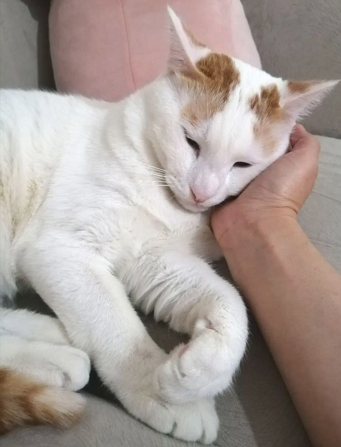 واگذاری رایگان گربه dsh نر و ماده یکساله|گربه|اندیشه, اندیشه فاز ۱|دیوار