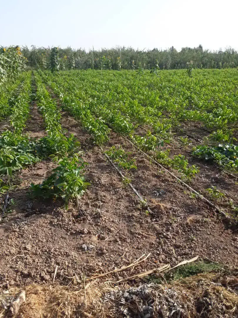 نهالستان رشت گیلک نهال خاص|خدمات باغبانی و درختکاری|رشت, آب آسیاب|دیوار