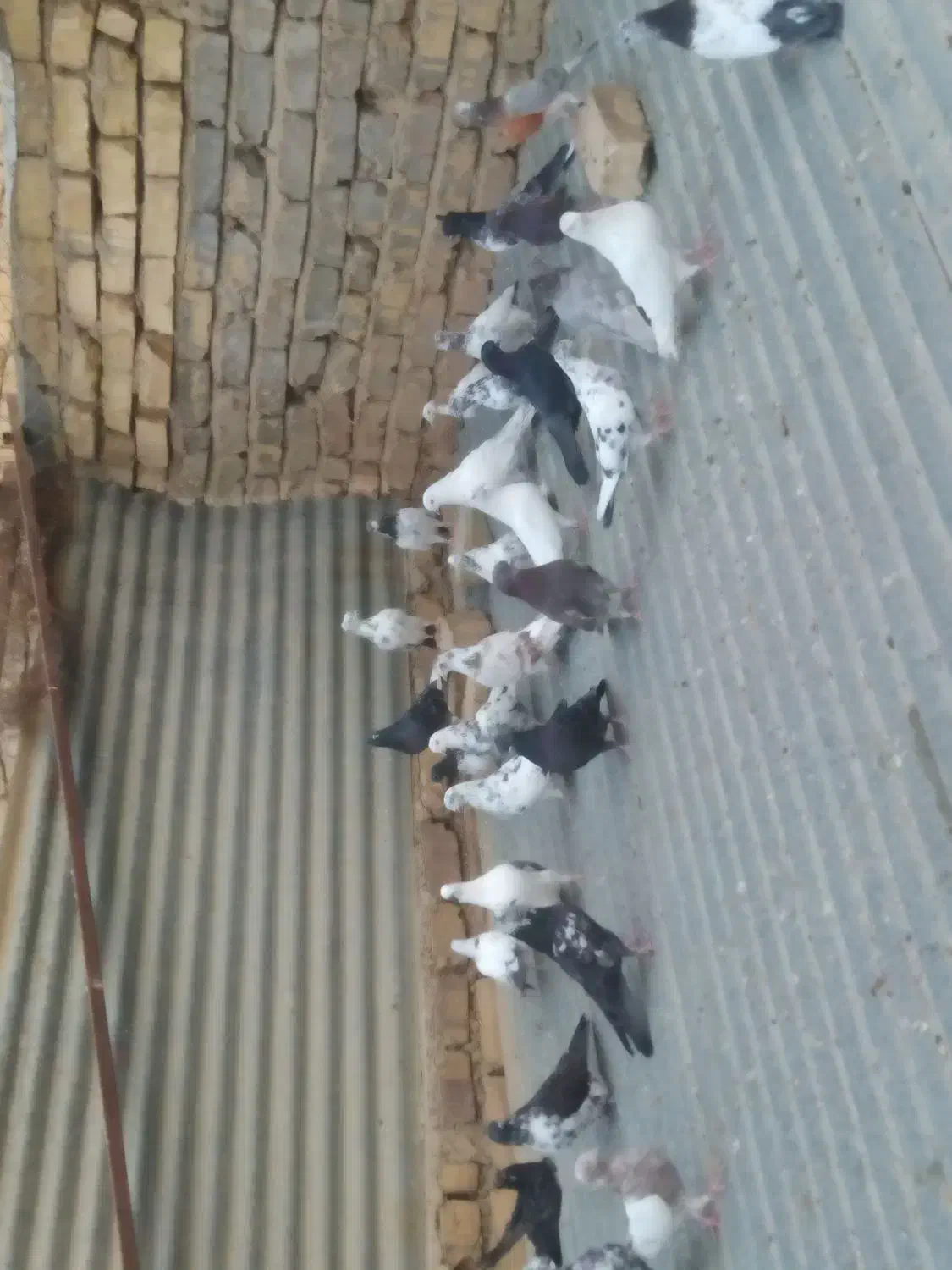 فروش کبوتر|پرنده|کویرات, |دیوار