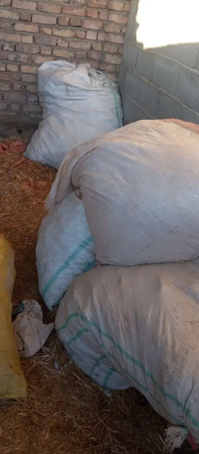 خوراک دام|حراج|نیشابور, مازول|دیوار