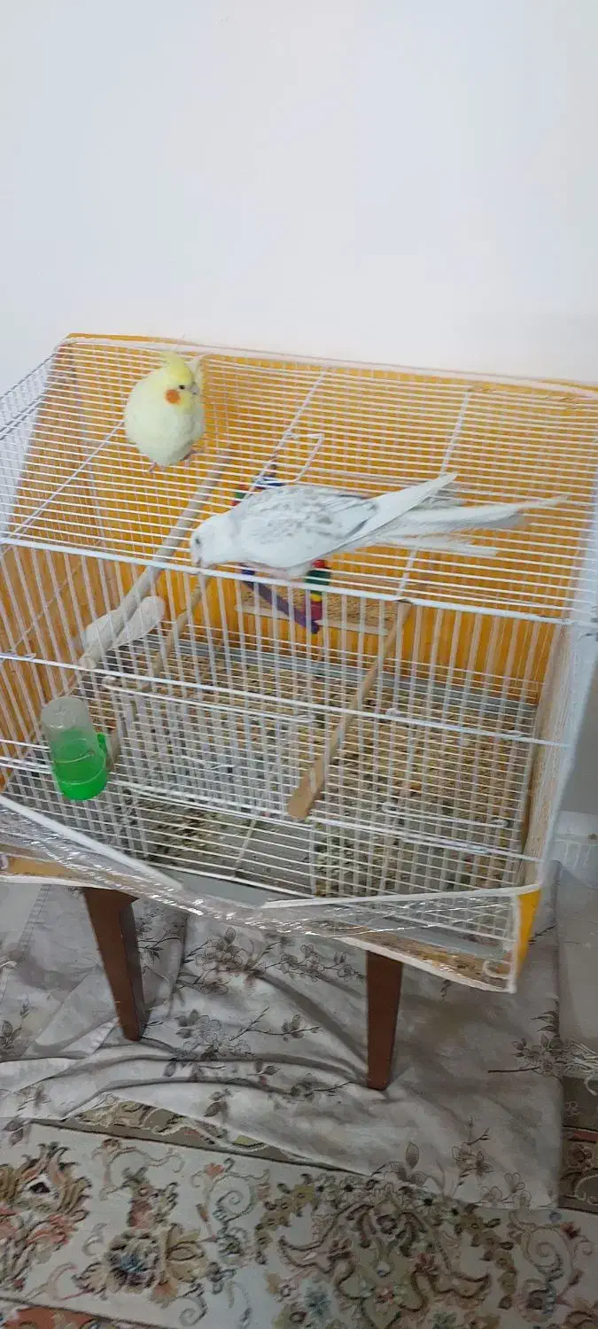 فروش یک جفت عروس هلندی|پرنده|تربت‌حیدریه, آبشار|دیوار