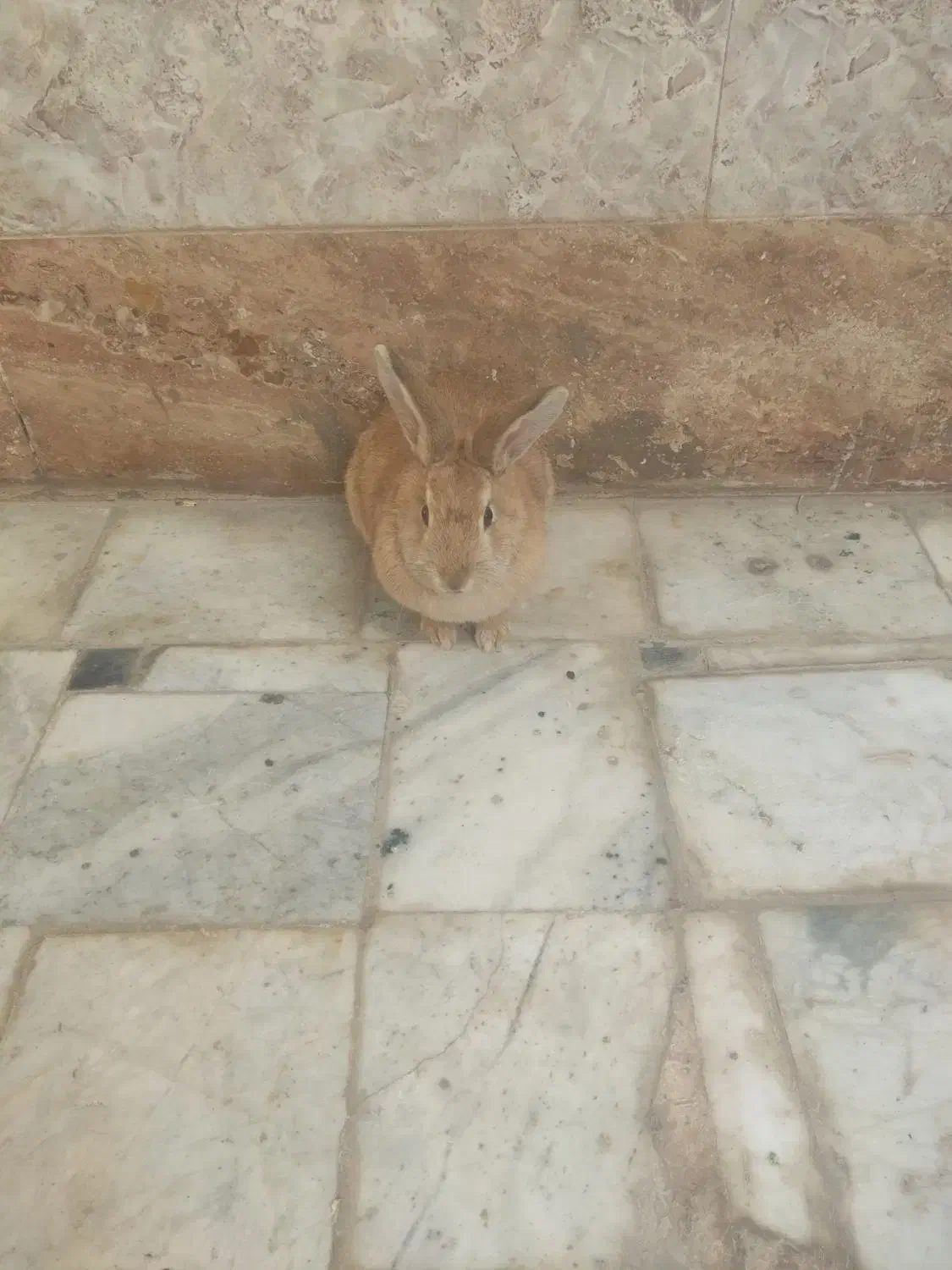 دو عدد خرگوش اهلی|موش و خرگوش|بیرجند, |دیوار