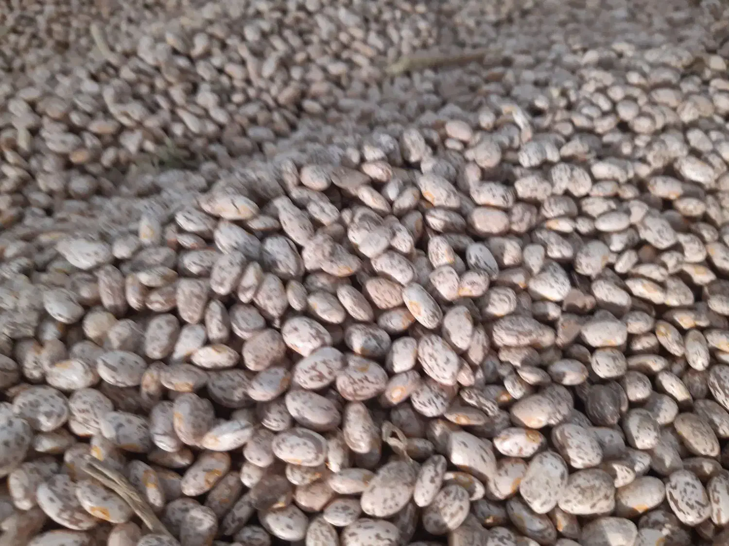 لوبیا چیتی|عمدهفروشی|معمولان, |دیوار