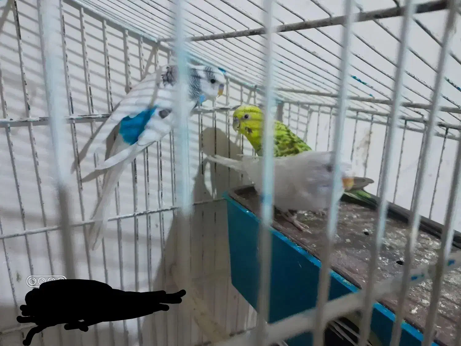 مرغ عشق|پرنده|قائن, |دیوار