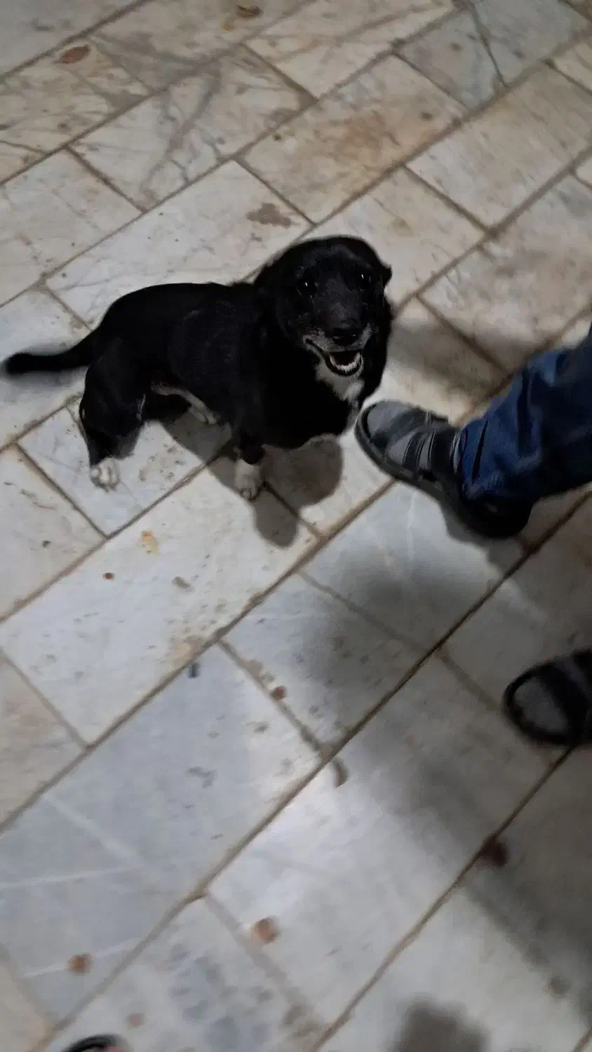 سگ...|سگ|مشهد, خرم آباد|دیوار