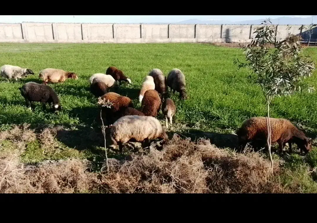 چوپانی و نگهداری از پرندگان با محل اسکان|استخدام سرایداری و نظافت|آق قلا, |دیوار