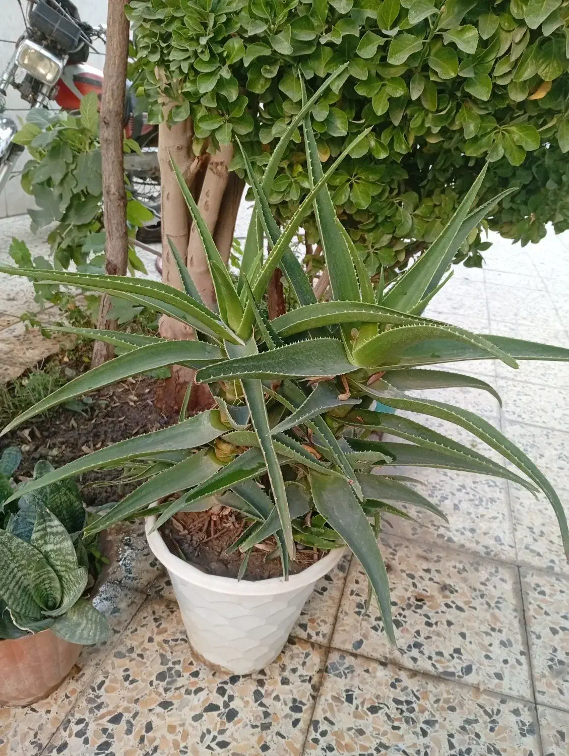 گل طبیعی|گل و گیاه طبیعی|اصفهان, اندوان|دیوار