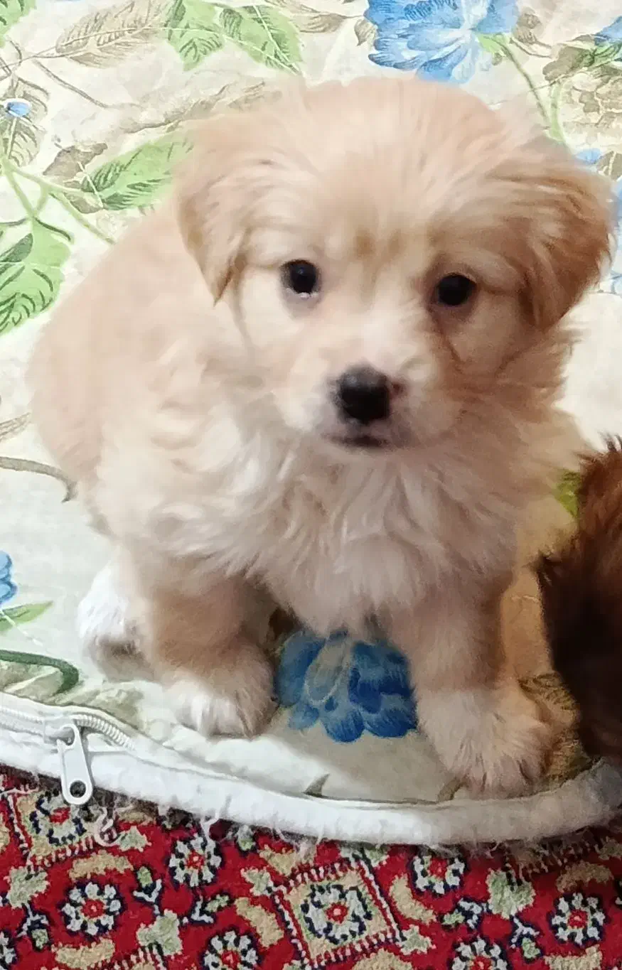 توله سگ واگذاری|سگ|شیراز, بریجستون|دیوار