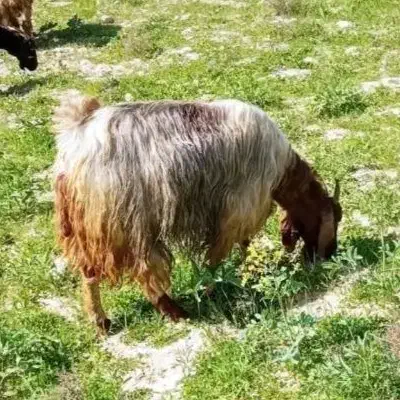 بز ماده|حیوانات مزرعه|بهبهان, |دیوار