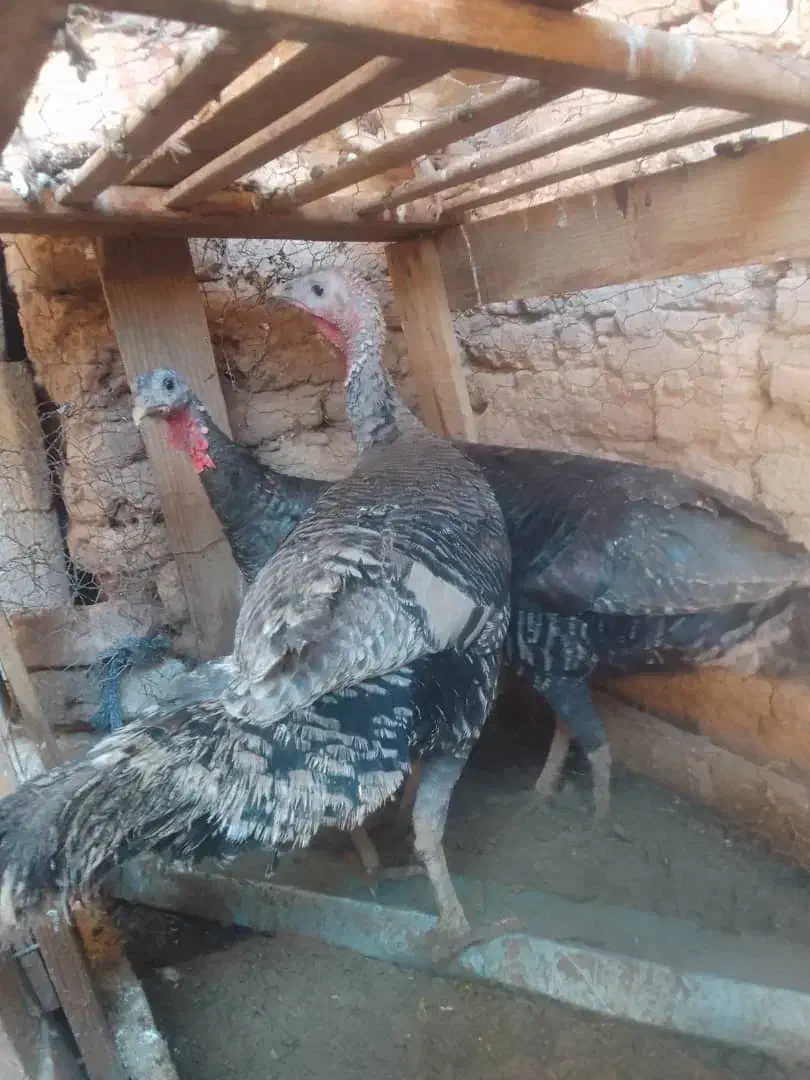 فروش تعدادی بوقلمو و اردک|حیوانات مزرعه|زرندیه, |دیوار