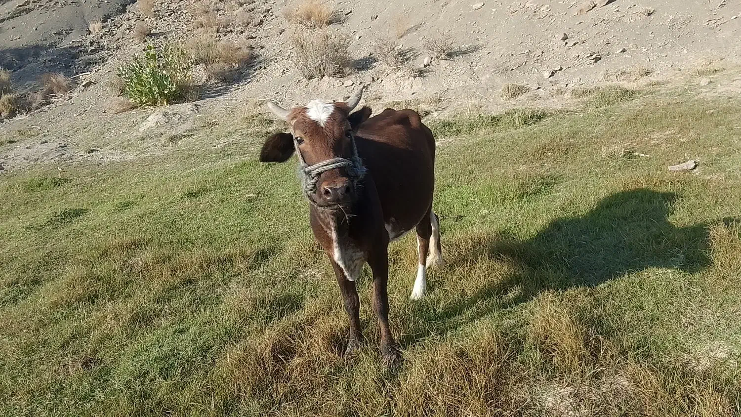 فروشی گاو ماده چهار ماه آپوس هست|حیوانات مزرعه|نسکند, |دیوار