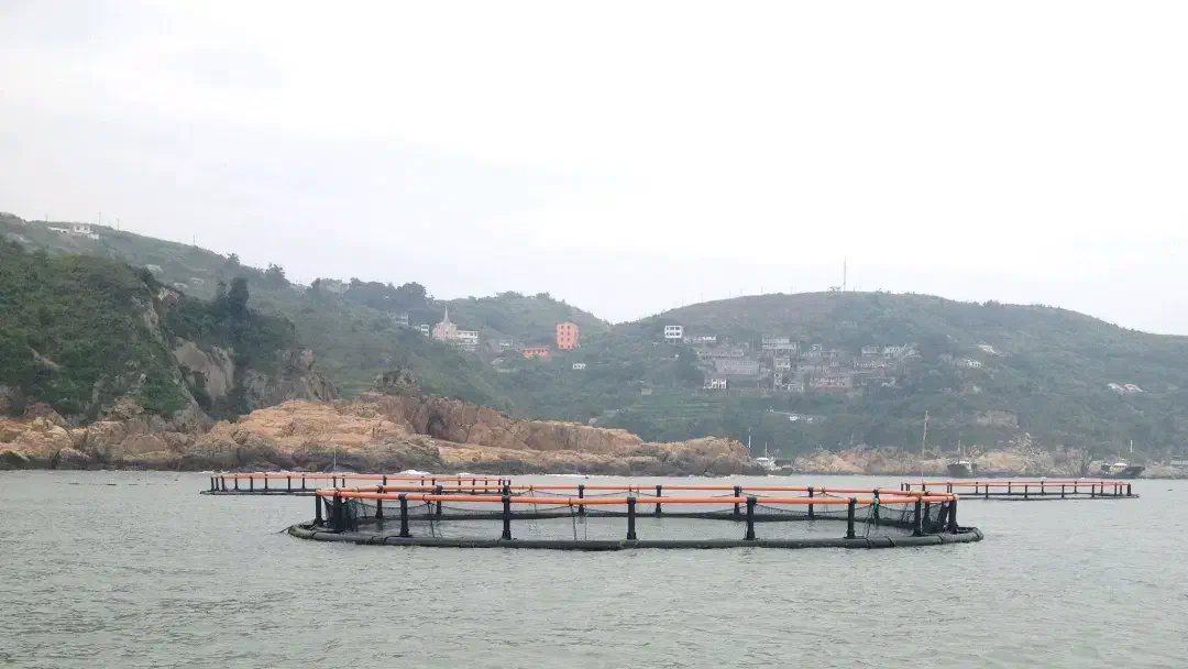 قفس پرورش قزل آلا|ماهی|بندر انزلی, جفرود پایین|دیوار